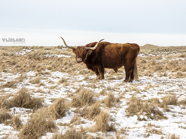 Picture of Highland Cow in the Snow in nature