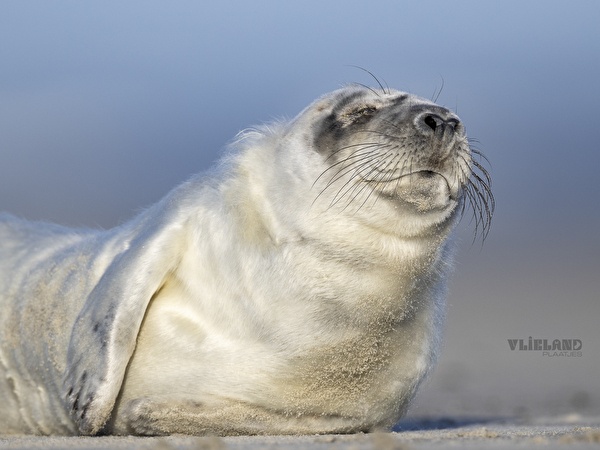 Picture of a Seal Enjoying Winter Sun on the Vliehors, Vlieland