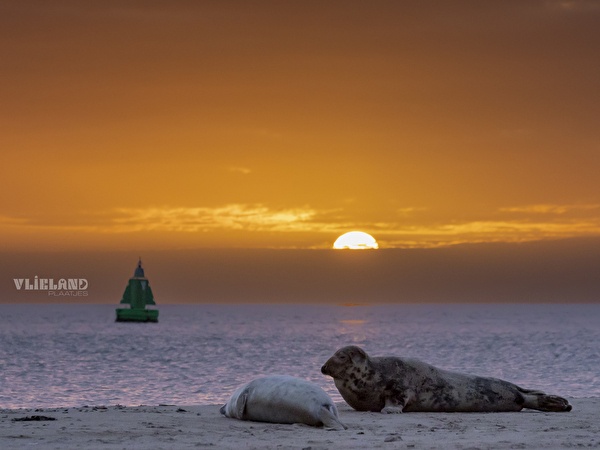 Picture of Seals at Sunrise Northeast Corner